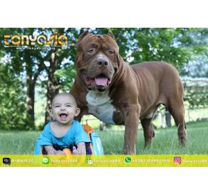 Manfaat Pelihara Pitbull | Sabung Ayam | Sabung Ayam Online