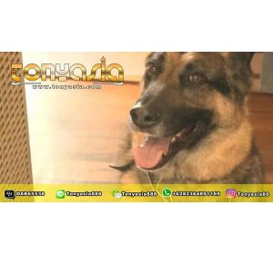 Gigitan Anjing Peliharaan Menyelamatkan Nyawanya | Togel Indonesia  | Togel Singapore