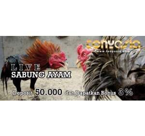 Tentang Ayam Dan ciri - ciri nya | Sabung Ayam | Judi Sabung Ayam