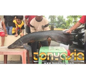 Ditemukan Ikan Arapaima berjenis Predator | Tembak ikan | Tembak Ikan Online