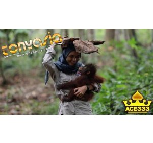 Hadiah Kelulusan Untuk 5 Orangutan Yang Usai Belajar Dari Mandiri Di Samboja Lestari | Sabung Ayam Terpecaya | Sabung Ayam