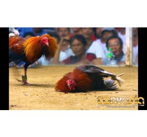 Sejarah Sabung Ayam | Judi Sabung Ayam | Sabung Ayam