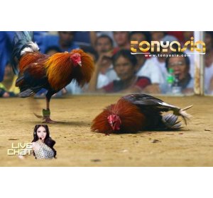 Sabung Ayam, Tips Bertaruh dengan Potensi Kemenangan Besar | Sabung Ayam Online | Bandar Judi Sabung Ayam