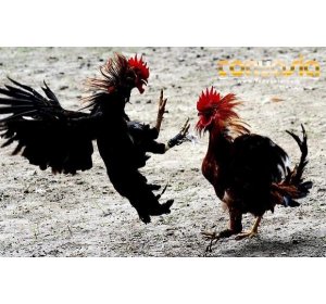 Banyak Keuntungan Dari Menonton Video | Sabung Ayam Online | Bandar Judi Sabung Ayam