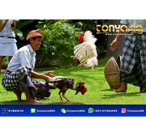 Tonyasia.com - 3 Langkah  Mudah Untuk Berjudi | Sabung Ayam Online | Bandar Judi Sabung Ayam