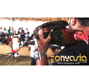 Kaya Dalam Judi Sabung Ayam Taji | Judi Online Indonesia